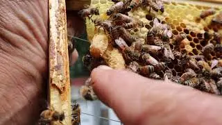 Мини-серия «Выращивание королевы»