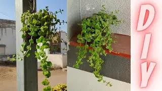 DIY | Hanging pot | diy garden tips | home garden | home decoration | plant
