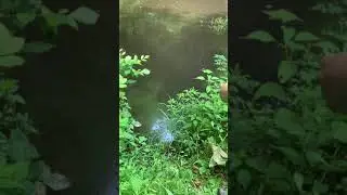 CATCHING FISH ON A BARE HOOK! (No Bait)