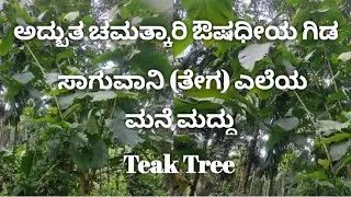 ಸುಟ್ಟಗಾಯ, ಬಂಗು ,ರಕ್ತವ್ರದ್ದಿಗೆ ಸಾಗುವಾನಿ | ತೇಗ ಎಲೆಯ ಮನೆ ಮದ್ದು | Medicinal benifits of Teak tree leaf |