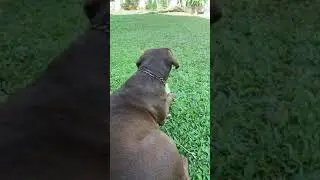 Cute dog seems to like the little slap on back and playing with his toy in the backyard garden.#dog😄