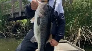 Pinto Lake early summer bass fishing