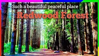 WARBUTON REDWOOD FOREST | Yarra Ranges National Park | Amelia FunTime