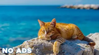 12 Hours Anti Anxiety Music For Cats 🐈 Stress Relief Music For Cats ♬ Calming Music For Cats