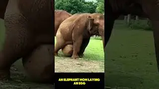 An elephant Mom laying an egg#shorts #mom #elephant #egg
