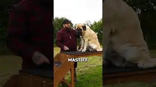 Best Thing About The English Mastiff
