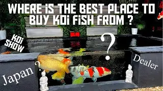 WHERE IS THE BEST PLACE TO BUY KOI!!!!