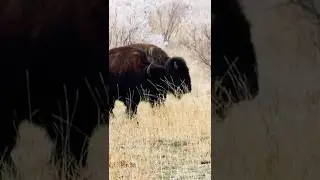 Wildlife at Antelope Island