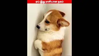 🐕😝☺️ அழகுல மயங்கிட்ட ஓனர் அம்மா...😝☺️🐕#voice#viral #trending #comedy #funny #animal #videos