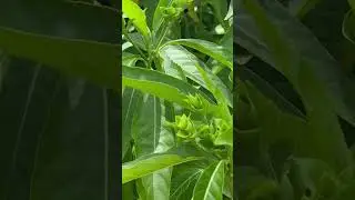 Malabar nut - Justicia adhatoda #nature #plants