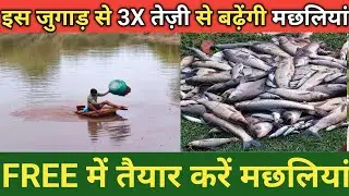FREE Fish Feed से 3 गुना तेज़ Growth | सस्ता जुगाड़ | Fish Farming Viral Trick