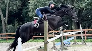&ldquo;Luna&rdquo; Schooling 1.1m-1.4m. & Hack - 9/18/24