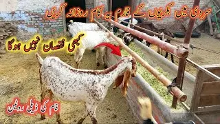 سردیوں میں بکری فارم کی ڈیلی روٹین || goat farm daily routine