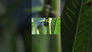 🦋 Colores Letales: El Secreto de la Mariposa Monarca! 🌞