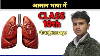 फेफड़ों को आसान भाषा में समझे  || LUNGS || Class 10th  Science  NCERT 