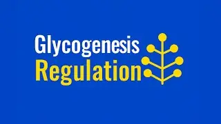 Glycogenesis: Regulation and Significance Explained | Biochemistry Made Simple