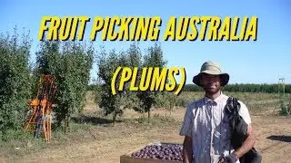 FRUIT PICKING AUSTRALIA  (plum edition)🇦🇺