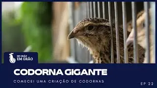 Codornas Gigantes: Montagem de gaiolas e sistemas de alimentação | EP 22