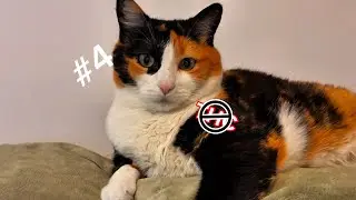 KBM sin THC | Dia 4