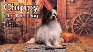 Sagittarius - Surprising WARNING For You from Chippy the Tarot Dog!!
