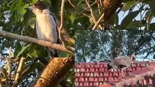 澳洲叢林火雞飛上屋頂，灰色屠夫鳥停在9公尺高的樹上，這些鳥類都會黃昏時刻出現，或休息或覓食。