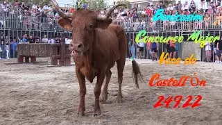 2022 09 24 BENICASIM CONCURSO DE VAQUILLAS MEJOR VACA DE CASTELLON