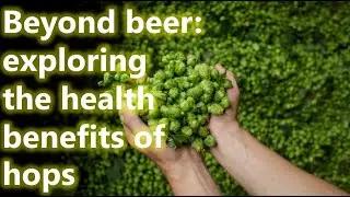 Surprising Health Benefits of Hops You Never Knew!