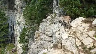 Swiss Ibex