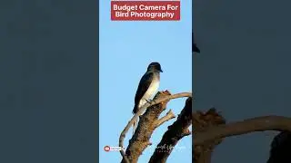 Best Camera For Wildlife Photography | Budget Camera For Bird Photography | 60X Zoom Camera #short