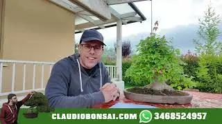 I 7 COMANDAMENTI DEL BONSAI