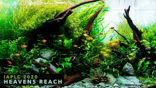 IAPLC 2020 Contest Tank | 
