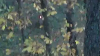 flip cam luminok doe @30 yards