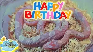 Cloud Colubrids ships out a snake for a girl's 5th birthday. 🎂 🐍