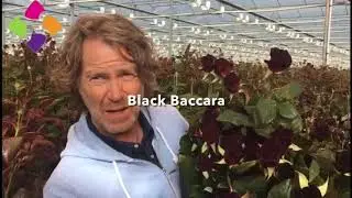 Hilverda De Boer - Arend Roses grower visit