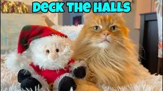 Праздничные кошки: мои кошки помогают украшать🎄