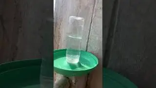 DIY bird water feeder with plastic bottle #birdfeeder #plasticbottle #waterfeeder