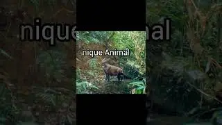 The Saola &ndash; Asia&rsquo;s Rare Unicorn #RareSpecies #WildlifeMystery #Endangered