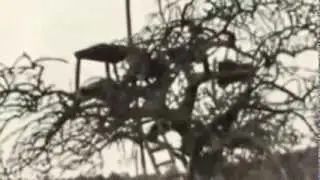 Documental de Leones - Los Leones come Hombres
