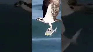 Falcon Bird #shorts #ytshorts #youtubeshorts #birds #viral #birdofindia