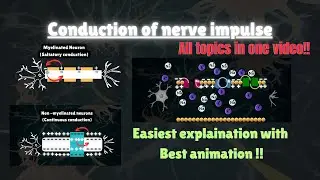 Conduction Of Nerve impulse Animation | Neural Control & Coordination For NEET 🧠