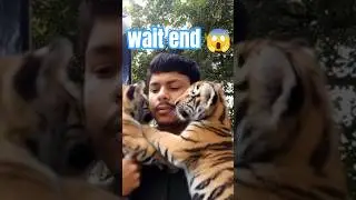 #tigereffect#azhari