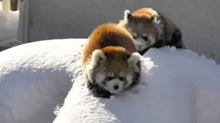 Snow Swing 2013 Version