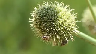 Tiny Jumping Spider crawls around on Rattlesnake Master