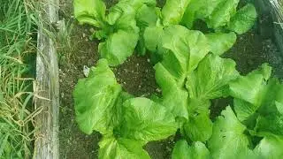 Mustard Green Rayoko Saag in UK