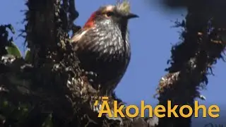 &lsquo;Ākohekohe: Crested Honeycreeper