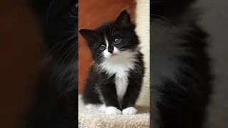 Guinea pigs playing with Cute Cat 🐱 #Shorts