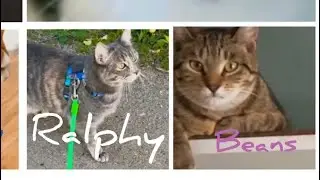 Cats and Connection!! 💖😻#cats4life44 special thanks to @TheStrawBerry for the thumbnail