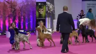 Momo @ Junior Best in Show Nitra (SK)
