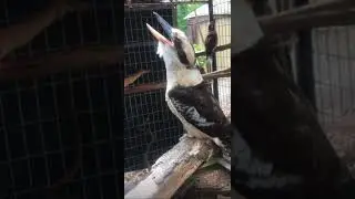laughing bird is amazing (Kookaburra)