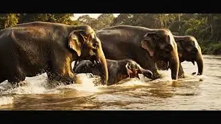 The Silent Life of an Elephant Herd | Cinematic Wildlife Documentary 4K